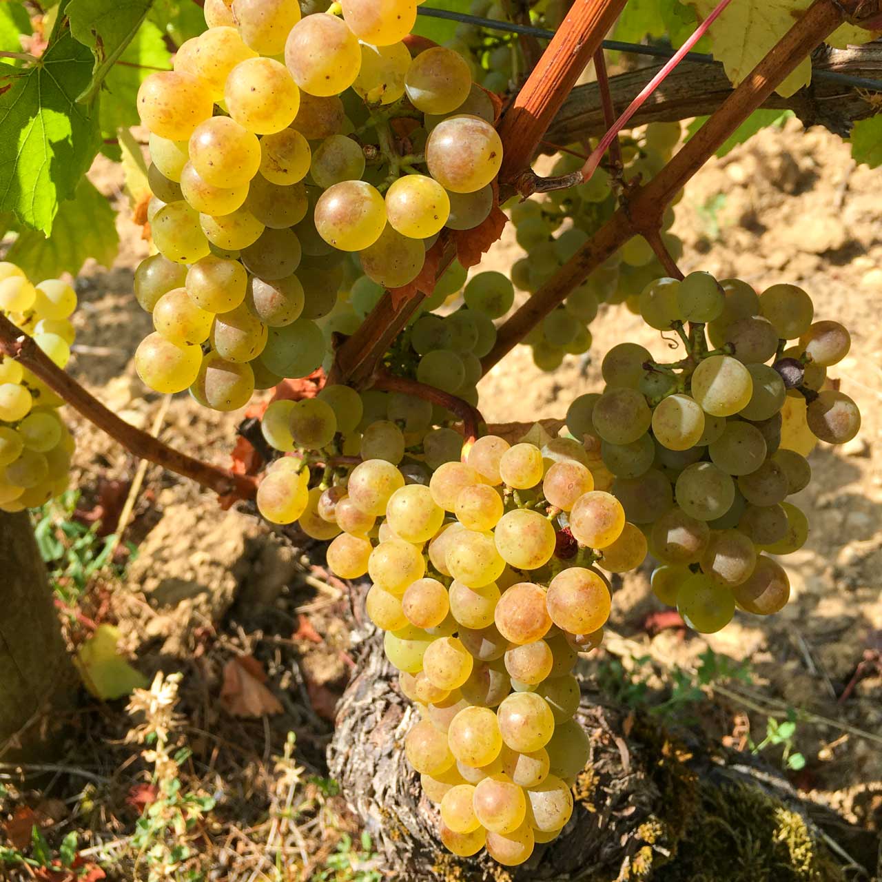 Vignes en Automne — Domaine Hoffmann-Demangeot
