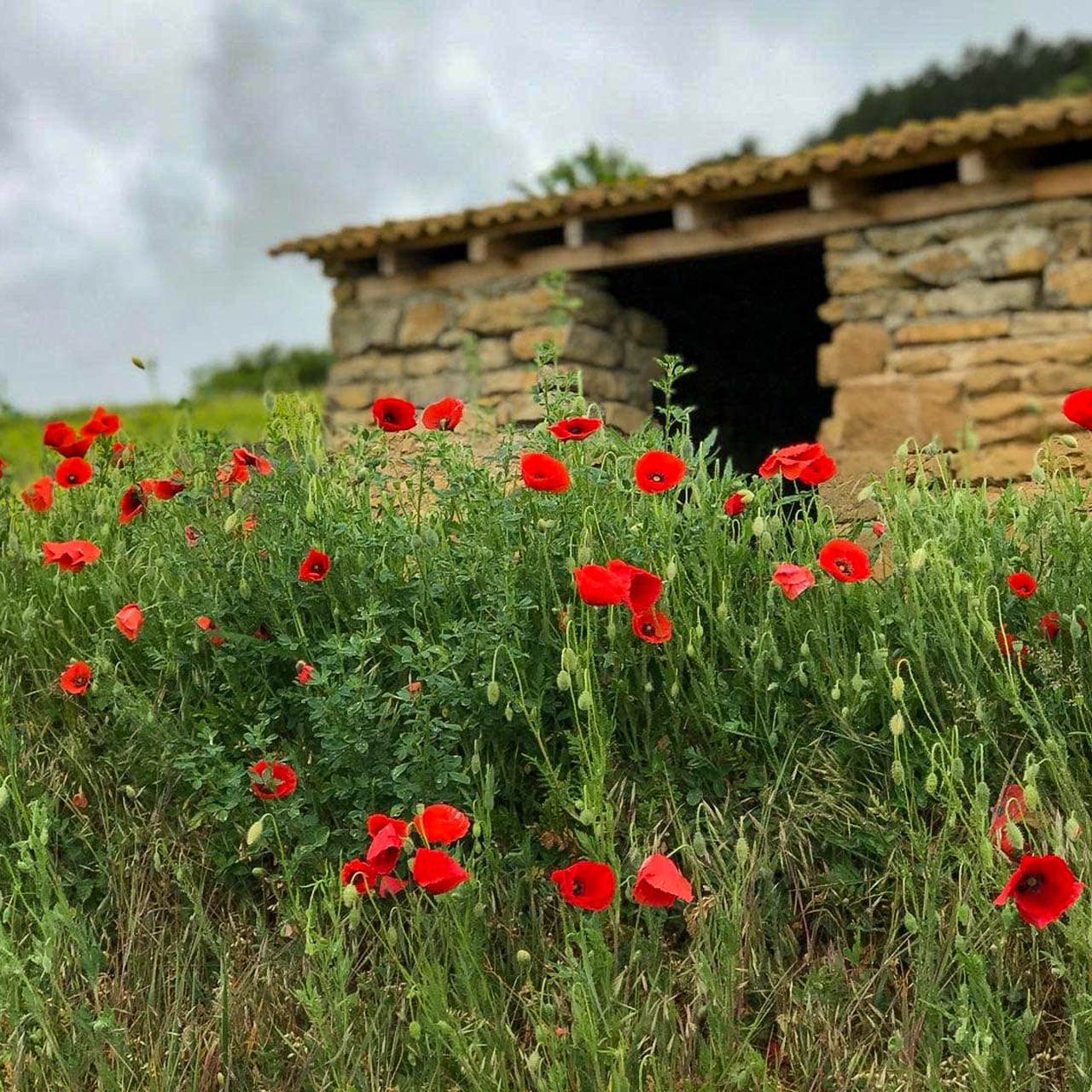 Vignes en Été — Domaine Hoffmann-Demangeot